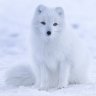 Arctic_fox